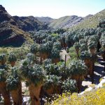 Palm Springs Aerial Tramway | 世界最大の回転式ロープウェイで空中散歩