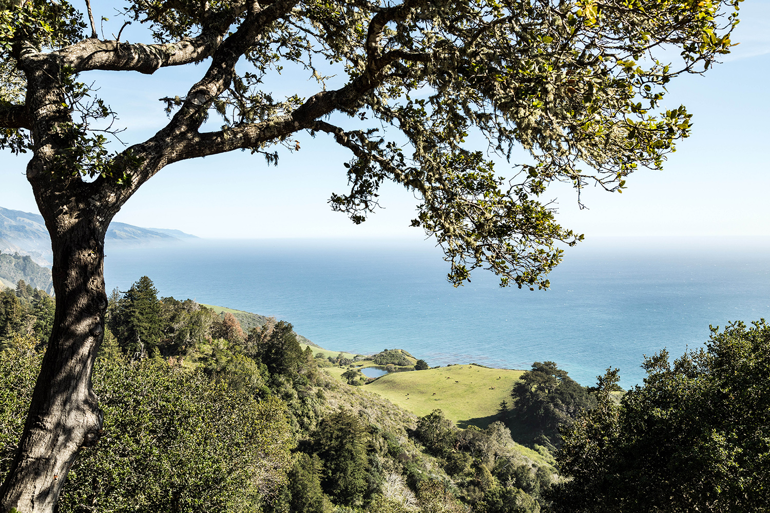 Pfeiffer Big Sur State Park | 西海岸ロードトリップの聖地