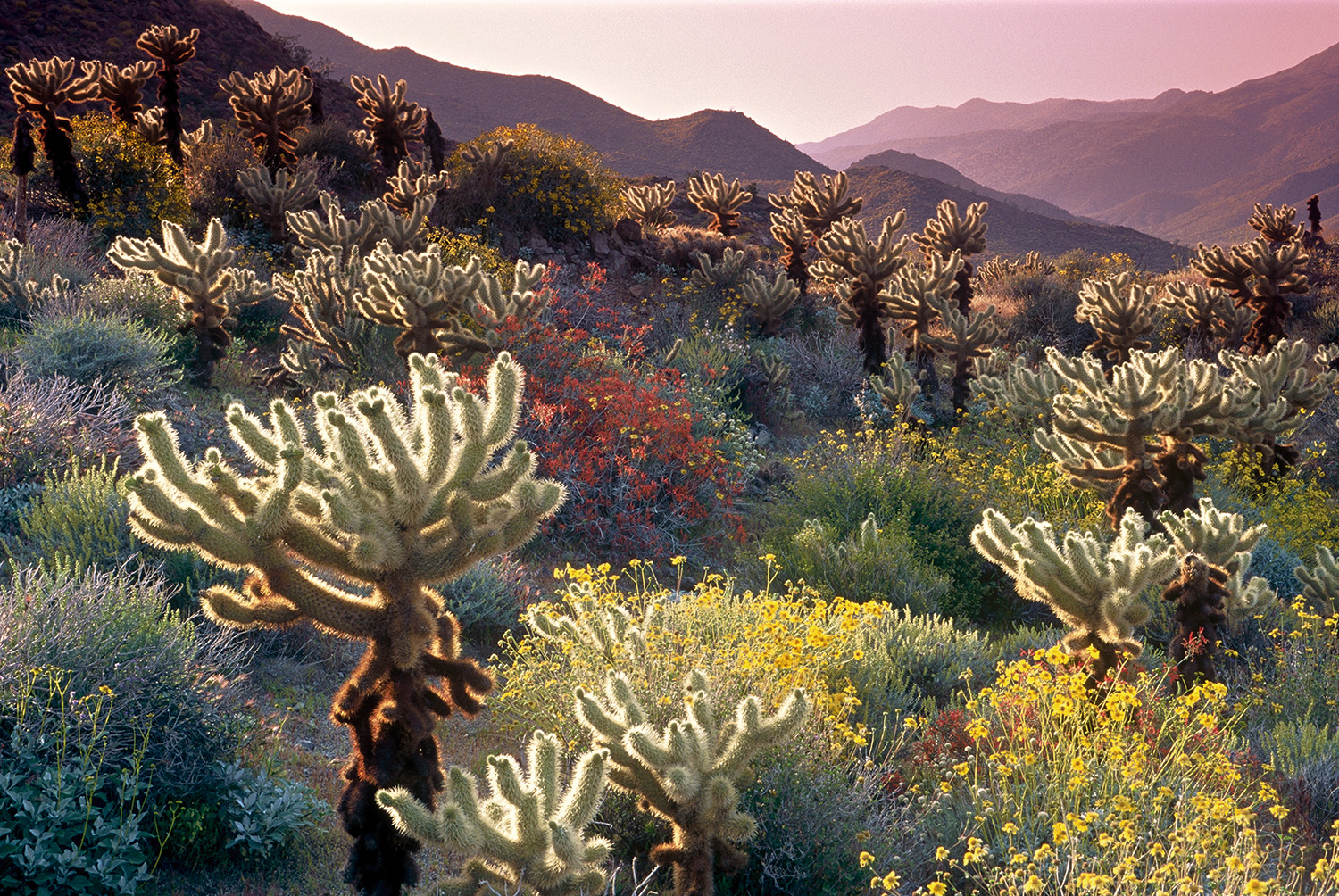 Pasadena シティガイド歴史的建造物やローズ・パレードが有名な美しい町 plusroadtrip