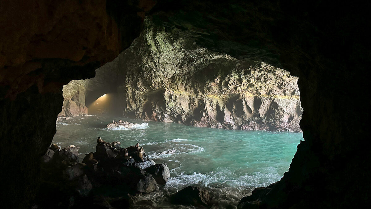 Sea Lion Caves｜野生のアシカの生態を間近で観察できるアメリカ最大級