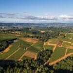 Henry Cowell Redwoods State Park｜Highway９沿いのレッドウッドの森